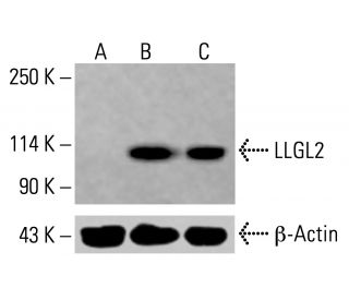 LLGL2 Antibody (A-4) - Western Blotting - Image 414836 