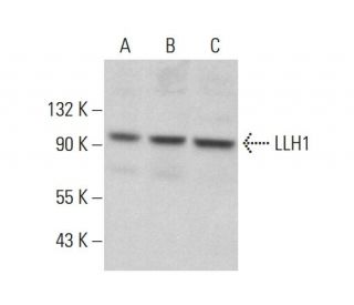 LLH1 Antibody (B-5) - Western Blotting - Image 360226Each CRISPR/Cas9 Knockout (KO) Plasmid product consists of a pool of 3 plasmids designed to ensure identification and cleavage of a specific gene for maximum knockout efficiency. Each plasmid encodes a unique 20 nt sequence derived from the GeCKO (v2) library.
