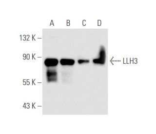 LLH3 Antibody (A-10) - Western Blotting - Image 67805