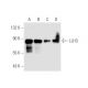 LLH3 Antibody (A-10) - Western Blotting - Image 67805