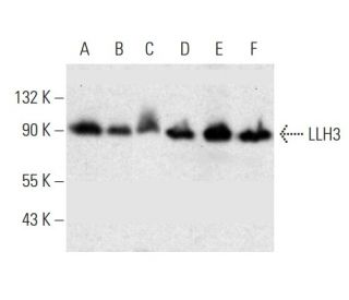 LLH3 Antibody (A-3) - Western Blotting - Image 382027 