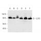 LLH3 Antibody (A-3) - Western Blotting - Image 382027 
