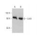 LLH3 Antibody (A-3) - Western Blotting - Image 385712