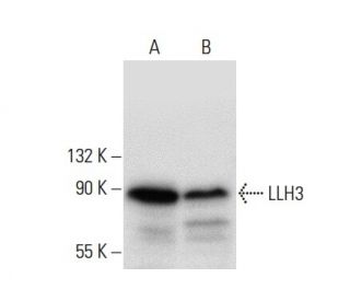 LLH3 Antibody (G-3) - Western Blotting - Image 59636