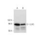 LLH3 Antibody (G-3) - Western Blotting - Image 59636