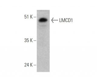 LMCD1 Antibody (C-3) - Western Blotting - Image 344297