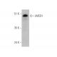 LMCD1 Antibody (C-3) - Western Blotting - Image 344297