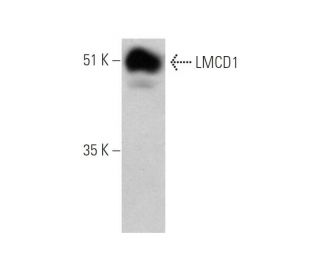 LMCD1 Antibody (F-11) - Western Blotting - Image 344391 