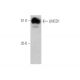 LMCD1 Antibody (F-11) - Western Blotting - Image 344391 