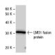 LMO1 Antibody (790C2a) - Western Blotting - Image 47851