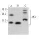 western blotting image from recommended LMO2 (1A9-1) monoclonal antibody replacement. Image 363523