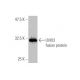 LMO3 Antibody (1A8) - Western Blotting - Image 350231