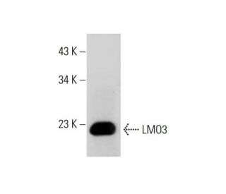 LMO3 Antibody (1A8) - Western Blotting - Image 384250 