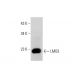 LMO3 Antibody (1A8) - Western Blotting - Image 384250 