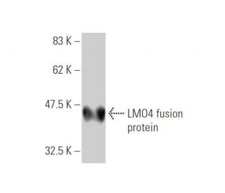 western blotting image from recommended LMO4 (4H8) monoclonal antibody replacement. Image 348967
