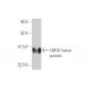 western blotting image from recommended LMO4 (4H8) monoclonal antibody replacement. Image 348967