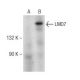 LMO7 Antibody (C-5) - Western Blotting - Image 142624