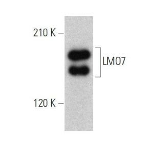 LMO7 Antibody (C-5) - Western Blotting - Image 358715 