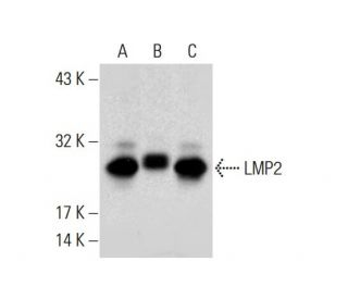 LMP2 Antibody (A-1) - Western Blotting - Image 132746 