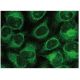 LMP2 Antibody (B-1) - Immunofluorescence - Image 149835