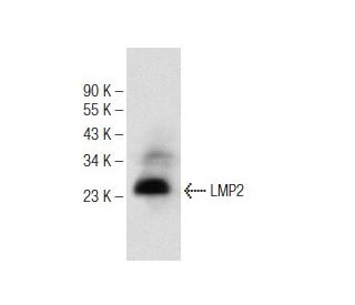 LMP2 Antibody (B-1) - Western Blotting - Image 146455 