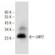 LMP2 Antibody (B-1) - Western Blotting - Image 146455 