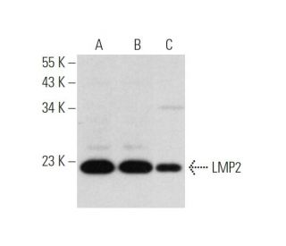 LMP2 Antibody (F-10) - Western Blotting - Image 319598