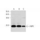 LMP2 Antibody (F-10) - Western Blotting - Image 319598