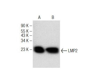LMP2 Antibody (G-2) - Western Blotting - Image 147277 
