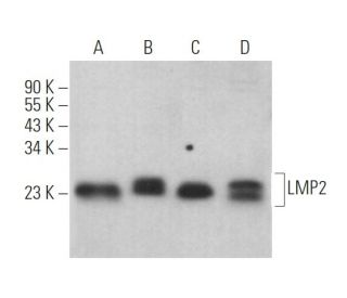 LMP2 Antibody (G-3) - Western Blotting - Image 362934