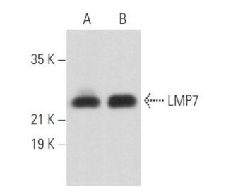 LMP7 Antibody (A-12) - Western Blotting - Image 356658 