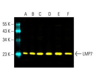 LMP7 Antibody (D-2) - Western Blotting - Image 403392