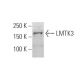 LMTK3 Antibody (I-17) - Western Blotting - Image 33791