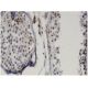 LMX1B Antibody (1D12) - Immunohistochemistry - Image 346120 