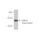 LMX1B Antibody (1D12) - Western Blotting - Image 348536
