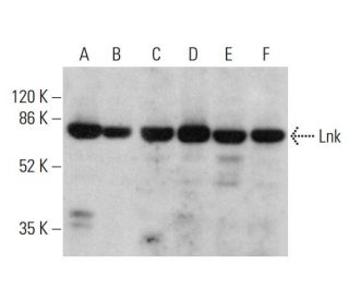 western blotting image from recommended Lnk (A-12) monoclonal antibody replacement. Image 379845