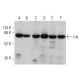 western blotting image from recommended Lnk (A-12) monoclonal antibody replacement. Image 379845