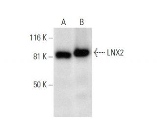 LNX2 Antibody (B-3) - Western Blotting - Image 301499 