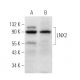 LNX2 Antibody (B-3) - Western Blotting - Image 372115 