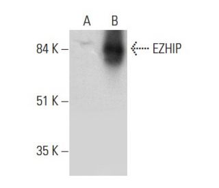 EZHIP Antibody (D-1) - Western Blotting - Image 345880 