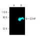 EZHIP Antibody (D-1) - Western Blotting - Image 403803