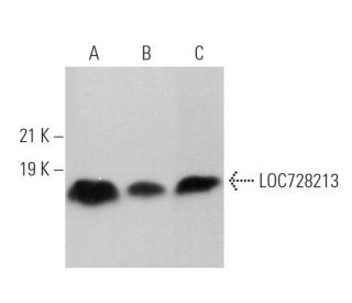 LOC728213 Antibody (B-12) - Western Blotting - Image 372009 