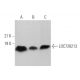 LOC728213 Antibody (B-12) - Western Blotting - Image 372009 