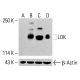 LOK Antibody (D-6) - Western Blotting - Image 415349 