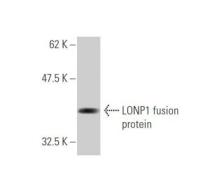 LONP1 Antibody (3B2) - Western Blotting - Image 348998