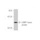 LONP1 Antibody (3B2) - Western Blotting - Image 348998