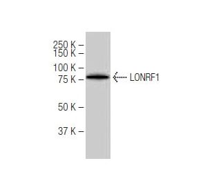 LONRF1 Antibody (4G7) - Western Blotting - Image 67383