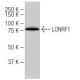 LONRF1 Antibody (4G7) - Western Blotting - Image 67383