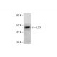 LOX Antibody (B-11) - Western Blotting - Image 331207