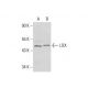 western blotting image from recommended LOX (F-8) monoclonal antibody replacement. Image 306202